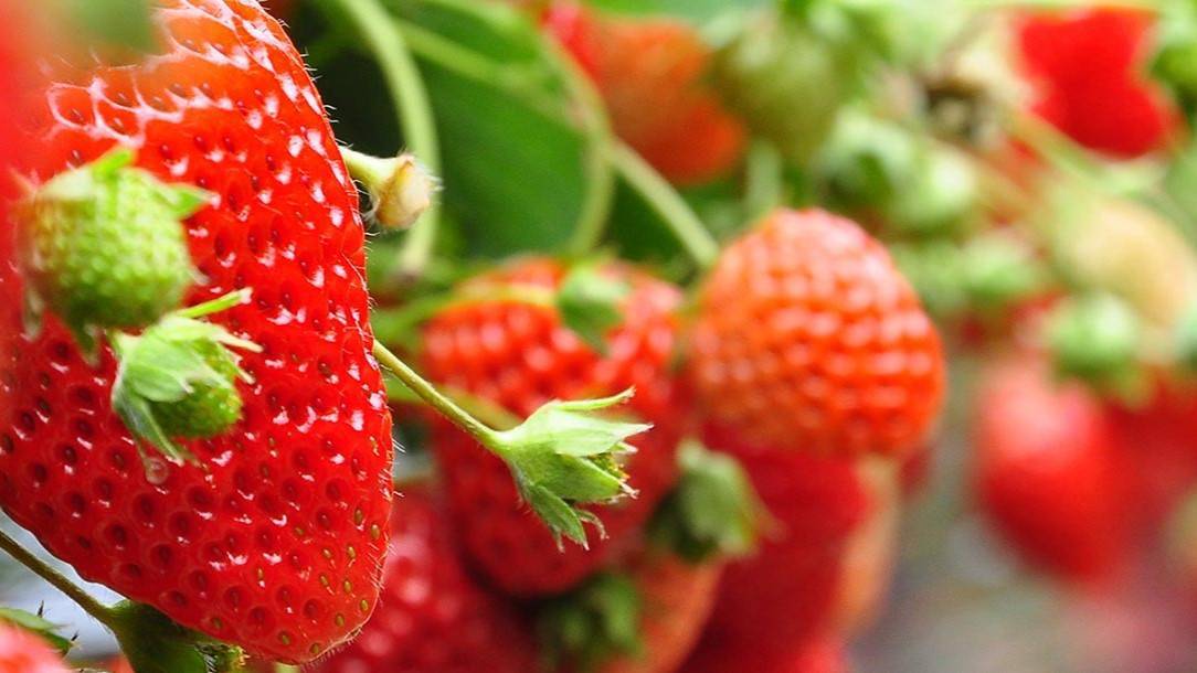 berries