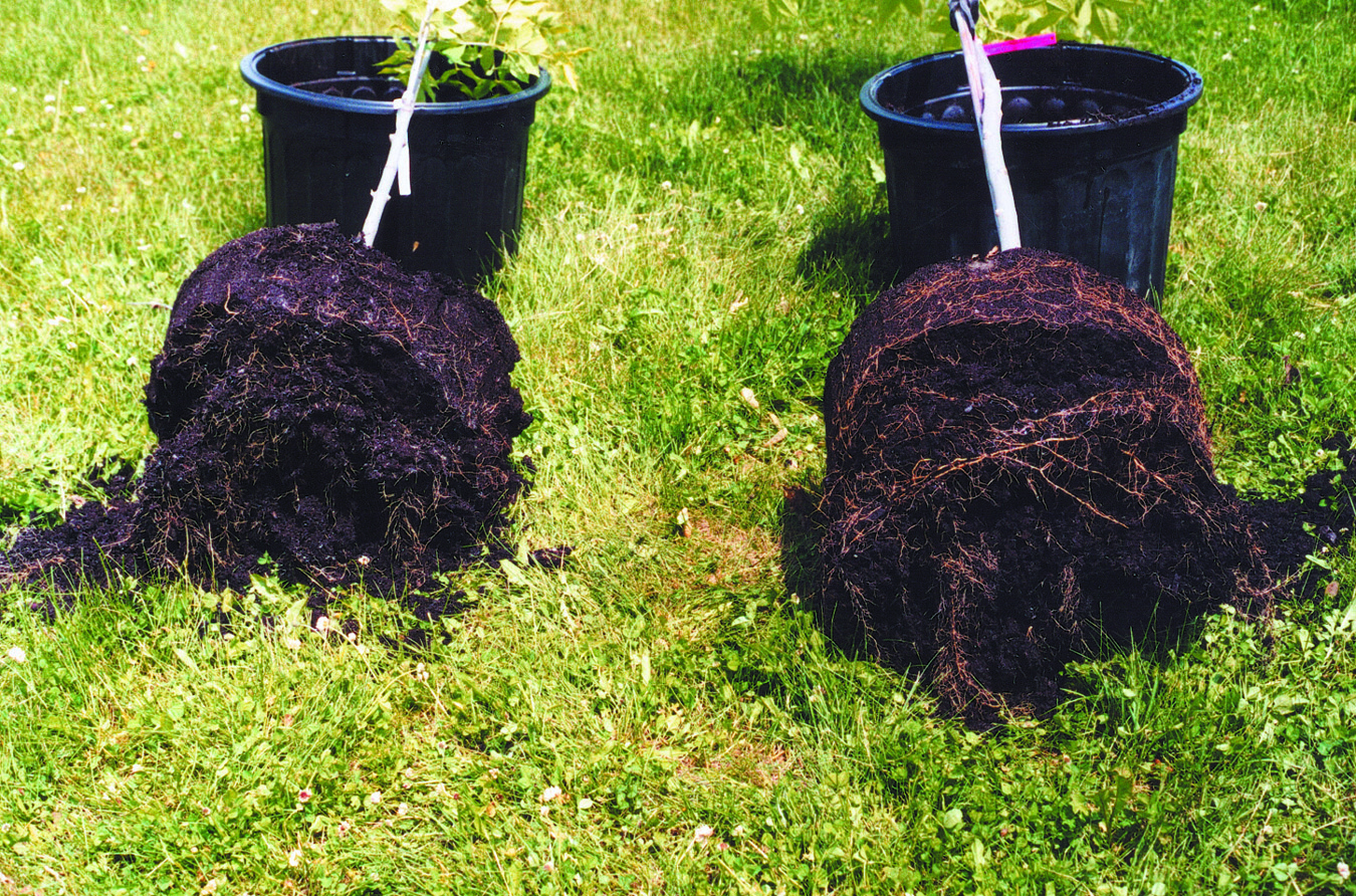 Comparative picture with mycorrhizae vs without Increase root mass