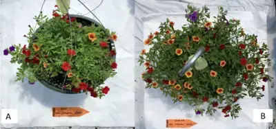 Comparative picture of calibracoa grown in PRO-MIX® growing media with AGTIV REACH vs without.