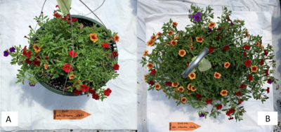 Comparative picture of calibracoa grown in PRO-MIX® growing media with AGTIV REACH vs without.