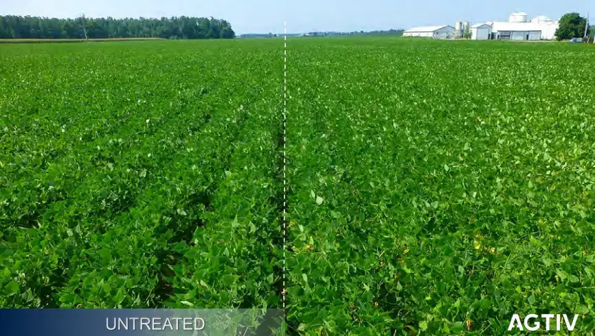 Comparative slip field picture with mycorrhizae vs without. Quicker row closure, deepness of green and uniformity. 