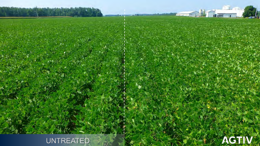 Comparative slip field picture with mycorrhizae vs without. Quicker row closure, deepness of green and uniformity.