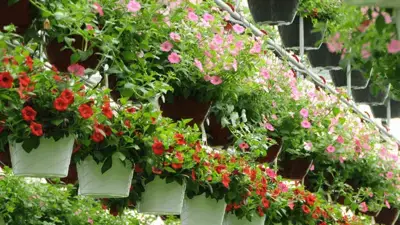 Sustainability - Prosperity