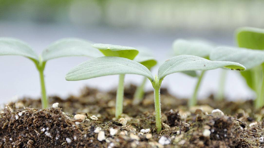 Vegetable transplants