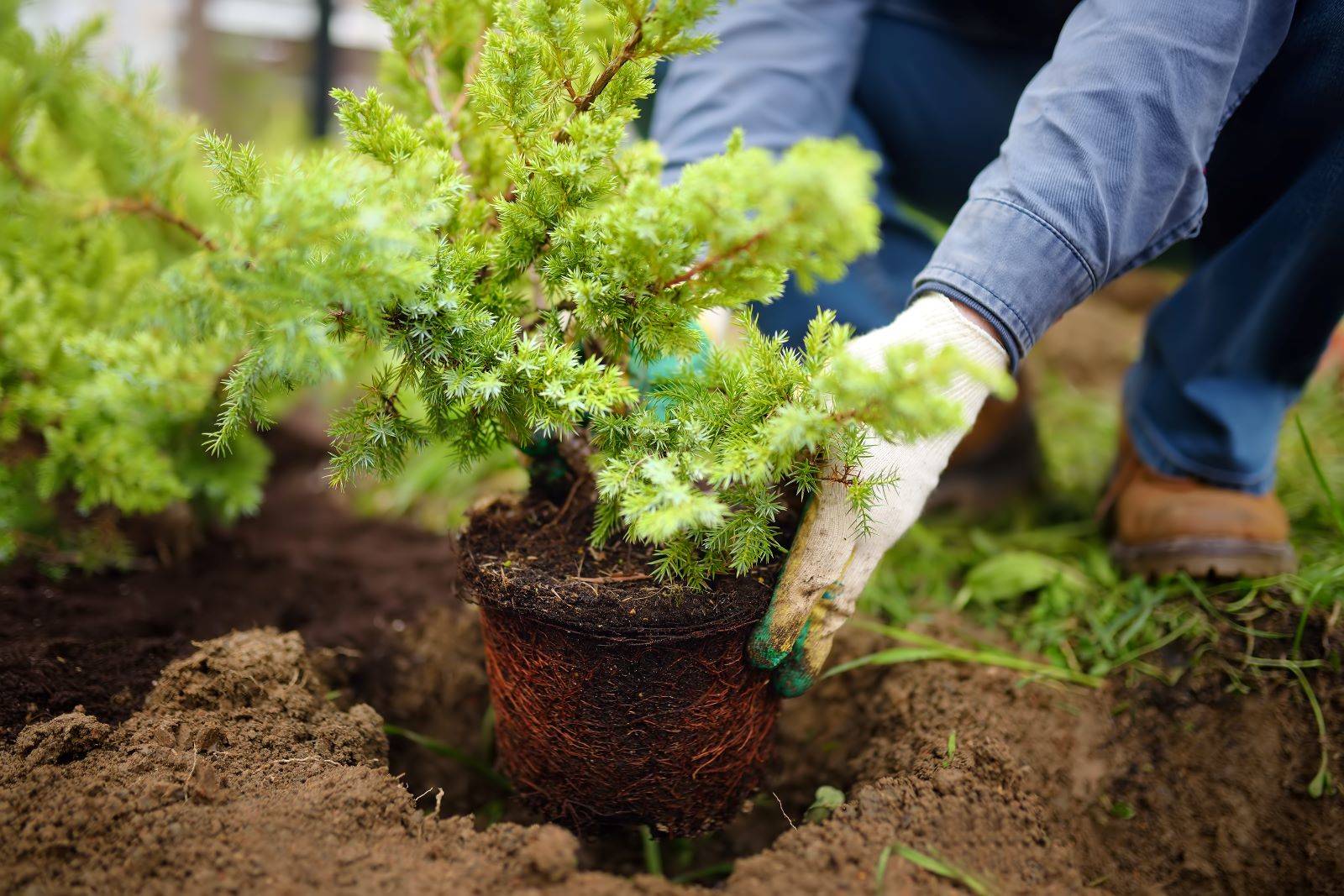 Landscaper