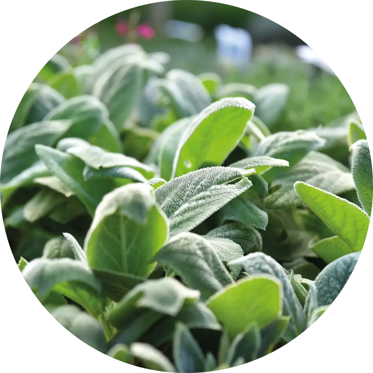 Champ de plantes vertes saines et vigoureuse