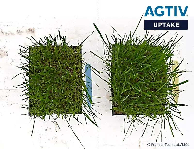 Turf comparison with and without AGTIV UPTAKE