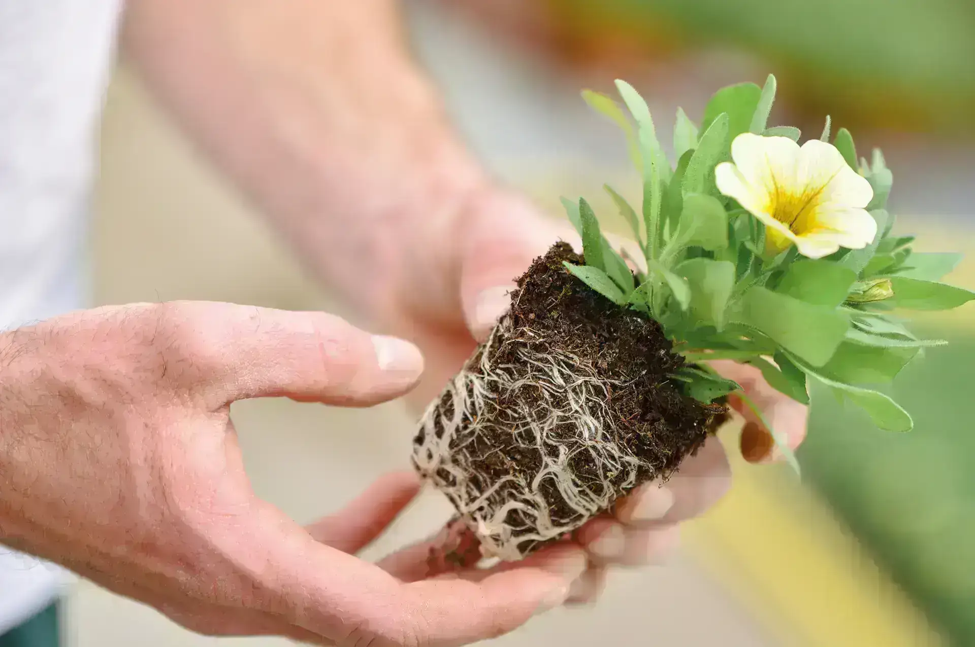 Personne tenant délicatement une plante florale désempoté montrant son réseau racinaire.