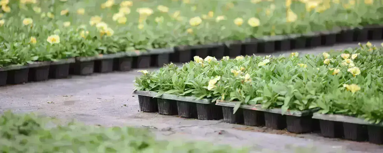 plantes horticoles fleuries en godet chez un horticulteur