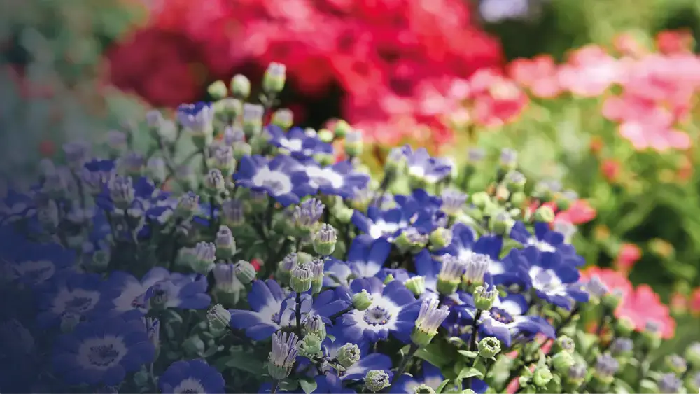 Campanules violettes cultivées en substrat horticole, gros plan sur les fleurs et le feuillage