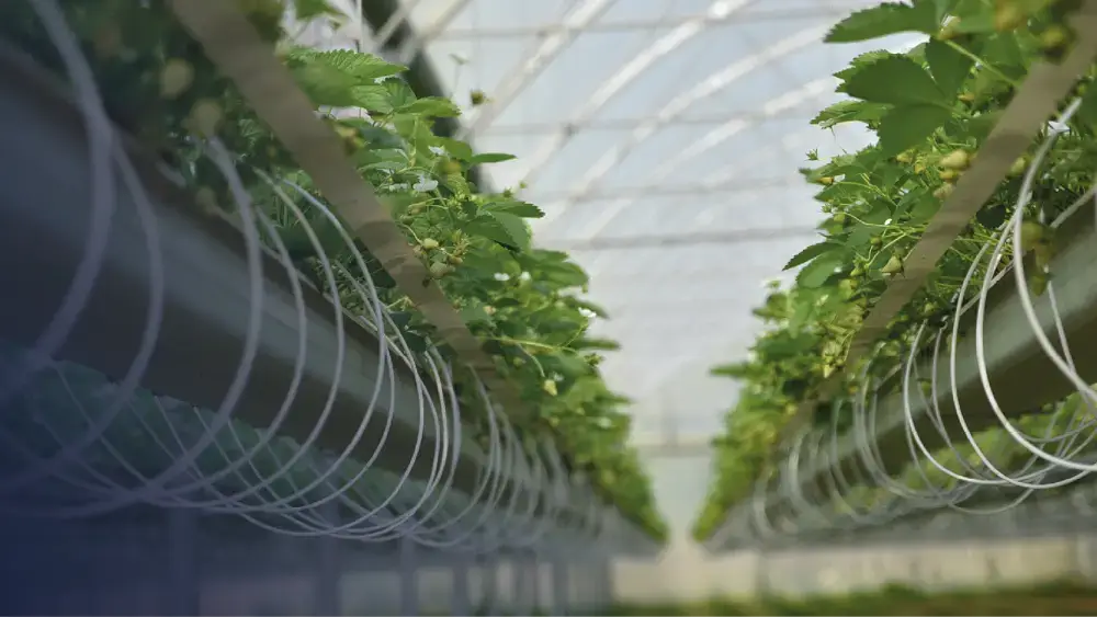 rang de fraises hors-sol dans des sacs à planter sur des gouttières sous serre