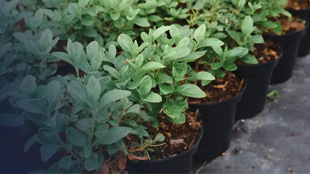 jeunes plants de pépinière en production 