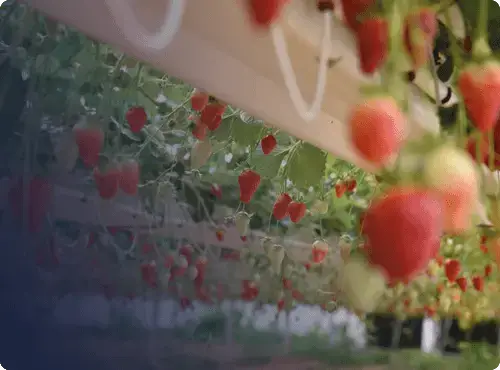 production de fraises hors-sol