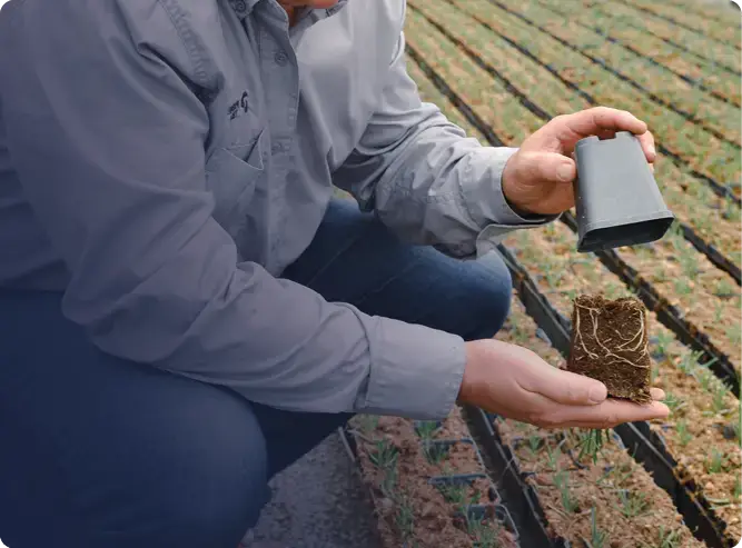 Commercial premier tech Horticulture qui vérifie la qualité de la production avec paillage 