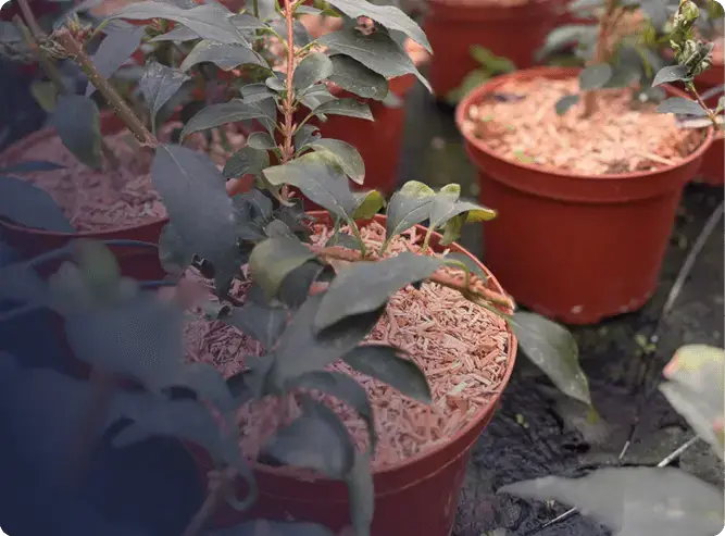 Jeunes plants de pépinière en conteneur avec paillage organique 