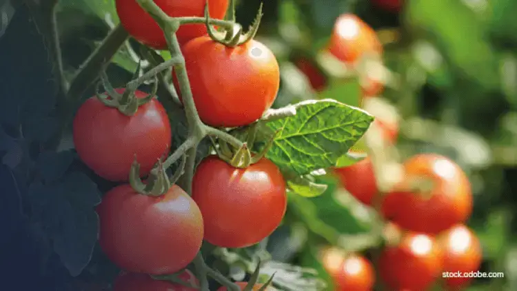 production de tomates hors-sol