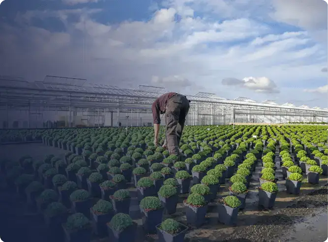 Employé horticole qui organise les plants de végétaux sur le site de production 