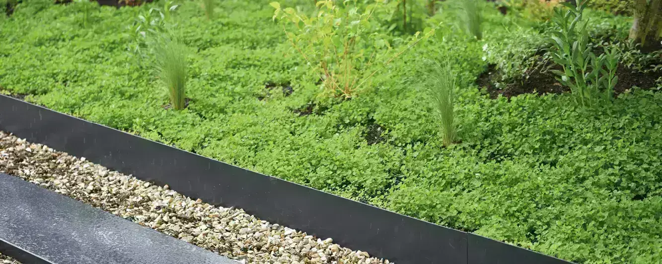 Toiture végétalisée semi-intensive avec plantation de vivaces et trèfles
