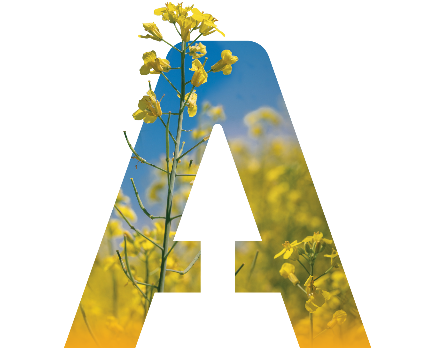 agtiv-ignite-canola