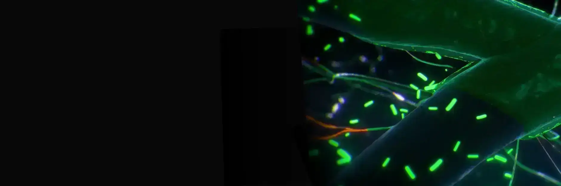 mycorrhizae-bacillus-banner
