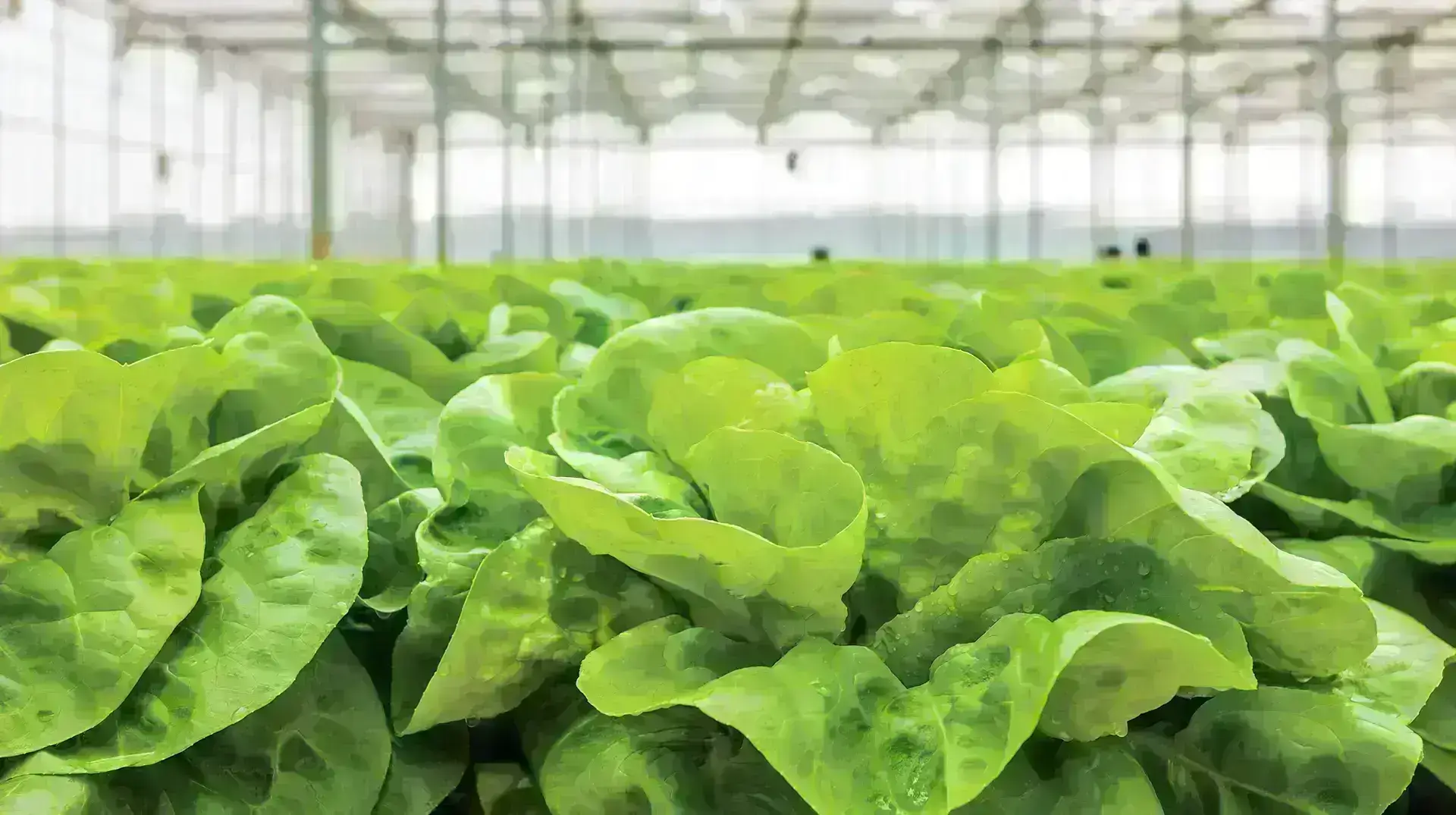 Green lettuce growing in a controlled greenhouse environment