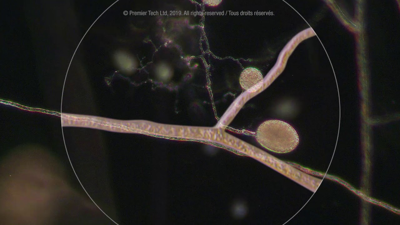 Cómo actúa Mycorrhizae Premier Tech en el sistema radicular de la planta Cómo actúa Mycorrhizae Premier Tech en el sistema radicular de la planta